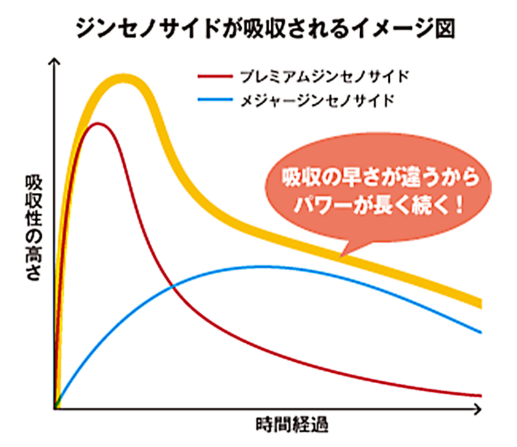 ジンセノサイドが吸収されるイメージ図